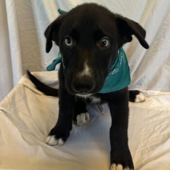 Danny -  Mixed Breed Dog for Adoption in Canal Winchester, Ohio - Danny | PetCurious