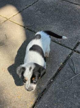 Shepherd and Hound Dogs Available for Adoption - Leilani | PetCurious