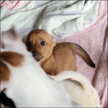 Caitlyn -  Smooth Fox Terrier and Chihuahua Dog for Adoption in Thompson Falls, Montana - Caitlyn | PetCurious