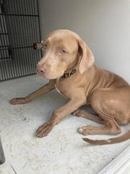 Cochito -  Pit Bull Terrier and Mixed Breed Dog for Adoption in Atlanta, Georgia - Cochito | PetCurious