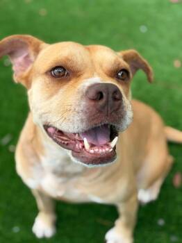Shiloh Available 7/10 -  American Bulldog Dog for Adoption in Elmsford, New York - Shiloh Available 7/10 | PetCurious