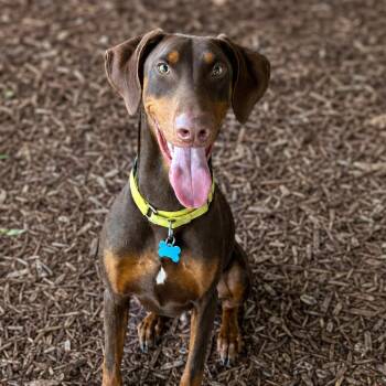 Dobby -  Doberman Pinscher Dog for Adoption in Boerne, Texas - Dobby | PetCurious