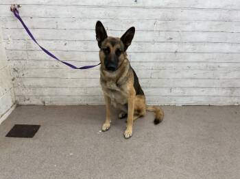 Rescue German Shepherd Dog Dogs for Adoption in San Bernardino, California - LOLA | PetCurious
