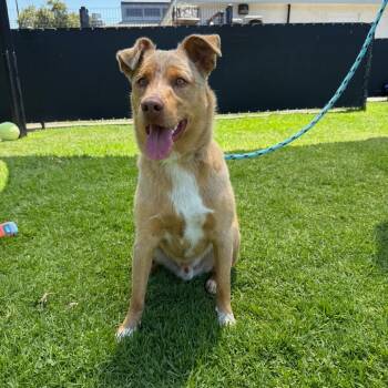 Sydney -  Cattle Dog Dog for Adoption in Long Beach, California - Sydney | PetCurious