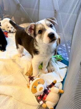 Kite -  Husky and Shepherd Dog for Adoption in Phoenix, Arizona - Kite | PetCurious