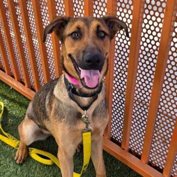 MONTEREY -  German Shepherd Dog and Mixed Breed Dog for Adoption in Las Vegas, Nevada - MONTEREY | PetCurious