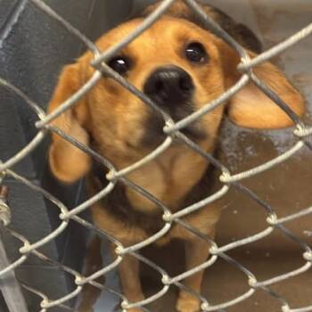 Bullwinkle -  Mixed Breed Dog for Adoption in Gadsden, Alabama - Bullwinkle | PetCurious