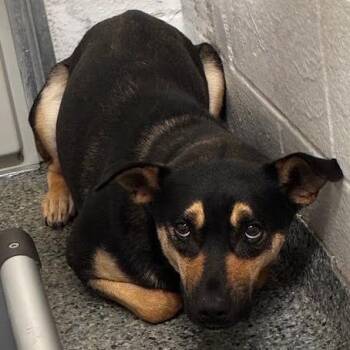 Mixed Breed Dogs Available for Adoption - BeBe | PetCurious