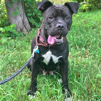 Rhea -  Boxer and Mixed Breed Dog for Adoption in Owosso, Michigan - Rhea | PetCurious