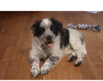 Roy -  Border Collie and Australian Shepherd Dog for Adoption in Fredericksburg, Virginia - Roy | PetCurious