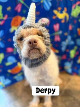Mixed Breed Dogs Available for Adoption in Dunmore, Pennsylvania - Derpy | PetCurious