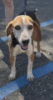 Beagle Dogs Available for Adoption in Wantagh, New York - Elvis | PetCurious