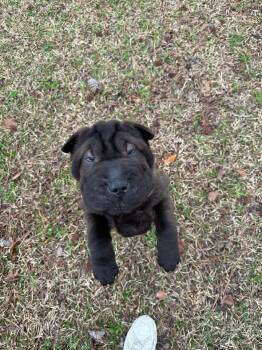 Shar Pei Dogs Available for Adoption - Phoebe, Monica And Rachael  | PetCurious