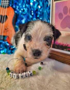 Style -  Terrier Dog for Adoption in Wake Forest, North Carolina - Style | PetCurious