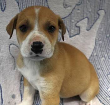 Aqua -  Shepherd Dog for Adoption in Thief River Falls, Minnesota - Aqua | PetCurious