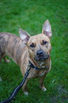 Pit Bull Terrier Dogs Available for Adoption in Vancouver, Washington - Aspen | PetCurious