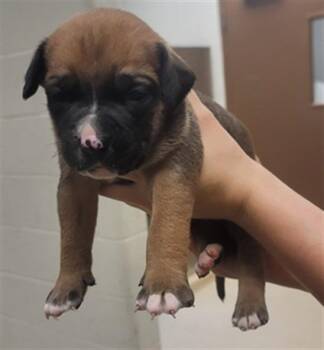Mack -  Black Mouth Cur and Staffordshire Bull Terrier Dog for Adoption in Columbia, Illinois - Mack | PetCurious