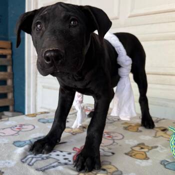 Mack -  Great Dane and Mixed Breed Dog for Adoption in Pineville, Missouri - Mack | PetCurious