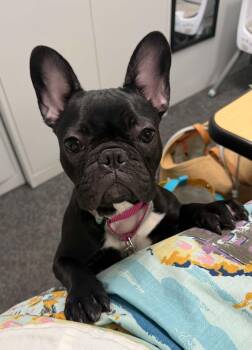 Baby Girl -  French Bulldog Dog for Adoption in Roseville, California - Baby Girl | PetCurious