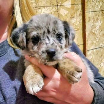Muffin (20261018-02) -  Labrador Retriever Dog for Adoption in Niagara Falls, Ontario - Muffin (20261018-02) | PetCurious