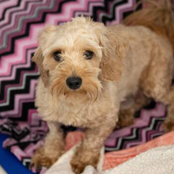 Dash (MY26-97) -  Coton De Tulear and Poodle Dog for Adoption in Peyton, Colorado - Dash (MY26-97) | PetCurious
