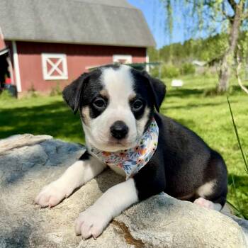 Retriever and Australian Shepherd Dogs Available for Adoption in Pittsboro, North Carolina - Amelia | PetCurious