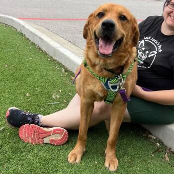 Labrador Retriever and Golden Retriever Dogs Available for Adoption in Pflugerville, Texas - Andy | PetCurious
