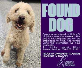 SYCAMORE "JACK -  Poodle and Mixed Breed Dog for Adoption in Athens, Alabama - SYCAMORE "JACK | PetCurious
