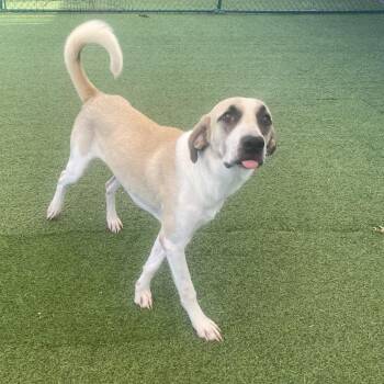 Marisa 5542 -  Mixed Breed Dog for Adoption in Loxahatchee Groves, Florida - Marisa 5542 | PetCurious