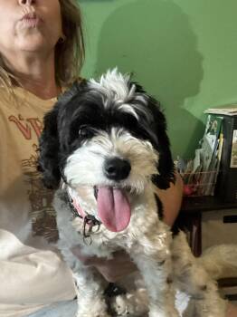 Brandi -  Bichon Frise and Cavalier King Charles Spaniel Dog for Adoption in Concord, North Carolina - Brandi | PetCurious