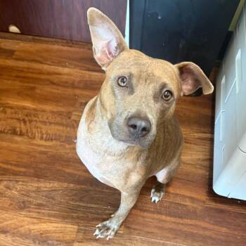 Baby Girl -  Mixed Breed Dog for Adoption in Bennettsville, South Carolina - Baby Girl | PetCurious