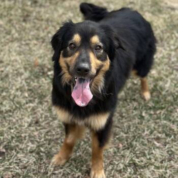 Collie and Retriever Dogs Available for Adoption in Minneapolis, Minnesota - Lacey | PetCurious