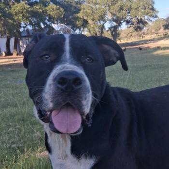Patriot -  Presa Canario and Labrador Retriever Dog for Adoption in Boerne, Texas - Patriot | PetCurious