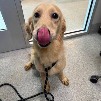 Fenway -  Golden Retriever Dog for Adoption in Englewood, Florida - Fenway | PetCurious