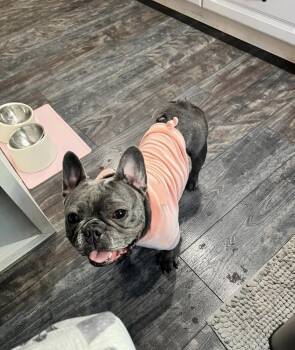 French Bulldog Dogs Available for Adoption in Kutztown, Pennsylvania - Squishy | PetCurious