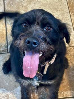Holly -  Poodle Dog for Adoption in Barnhart, Missouri - Holly | PetCurious