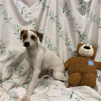 A611237 -  Beagle and Mixed Breed Dog for Adoption in Modesto, California - A611237 | PetCurious
