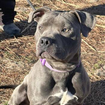 Pebble -  Mixed Breed Dog for Adoption in Huntington, West Virginia - Pebble | PetCurious