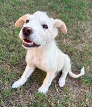 Hunter -  Border Collie and Great Pyrenees Dog for Adoption in Shawnee, Oklahoma - Hunter | PetCurious