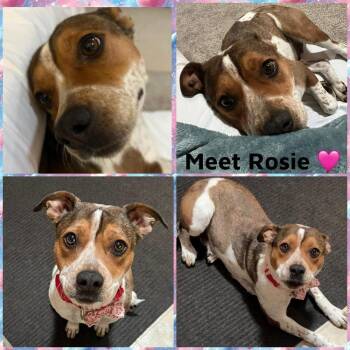 Pit Bull Terrier and Mixed Breed Dogs Available for Adoption - Rosie  (2026) | PetCurious