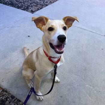 Vanilla -  Labrador Retriever and Border Collie Dog for Adoption in San Antonio, Texas - Vanilla | PetCurious