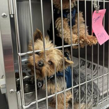 Yorkshire Terrier Dogs Available for Adoption - Tsunami D10678 | PetCurious