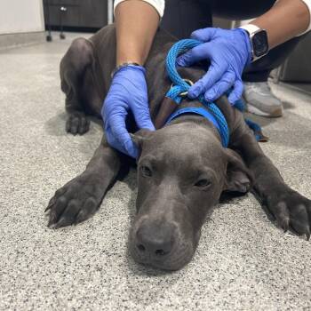 Cedar -  Weimaraner and None Dog for Adoption in Tampa, Florida - Cedar | PetCurious