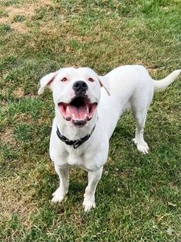 Angel -  Dogo Argentino Dog for Adoption in Tyler, Texas - Angel | PetCurious