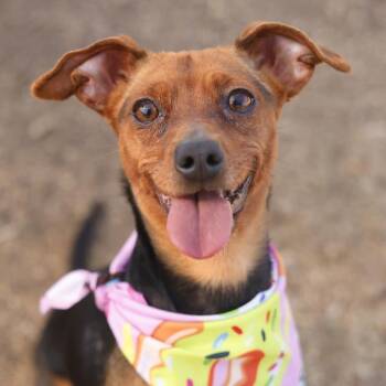 Rat Terrier Dogs Available for Adoption - JUNO | PetCurious