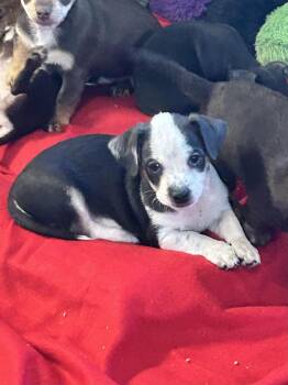 HONDO -  Chihuahua Dog for Adoption in Rossford, Ohio - HONDO | PetCurious