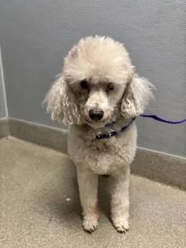OLEVER -  Poodle Dog for Adoption in Las Vegas, Nevada - OLEVER | PetCurious