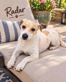 Radar -  Australian Cattle Dog Blue Heeler Dog for Adoption in Cape Coral, Florida - Radar | PetCurious