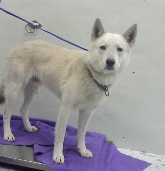 Siberian Husky and Mixed Breed Dogs Available for Adoption in Houston, Texas - ARNIE | PetCurious