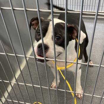 Ace -  Boxer and Mixed Breed Dog for Adoption in Montgomery, Alabama - Ace | PetCurious
